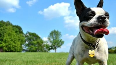 Pet Friendly Hotel Philadelphia Aloft Downtown Pet Friendly Hotel In Philadelphia